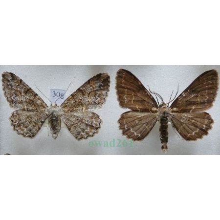 Alcis repandata (Linnaeus, 1758) pair Przylepek nagrabek Czech30g